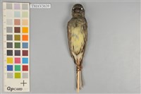 藏品(黑臉鵐)的圖片